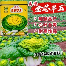美味金芯翠玉黄心乌塌菜种子秋季耐寒蔬菜菊花菜种子黄芯乌