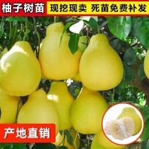柚子树苗嫁接沙田柚红心蜜柚泰国红宝石青柚南方种植当年结果带土