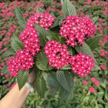 180杯五星花品质保证基地直发大量有货