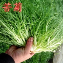 精品苦菊自家农场种植现摘现发量大质优欢迎全国各地客商联系