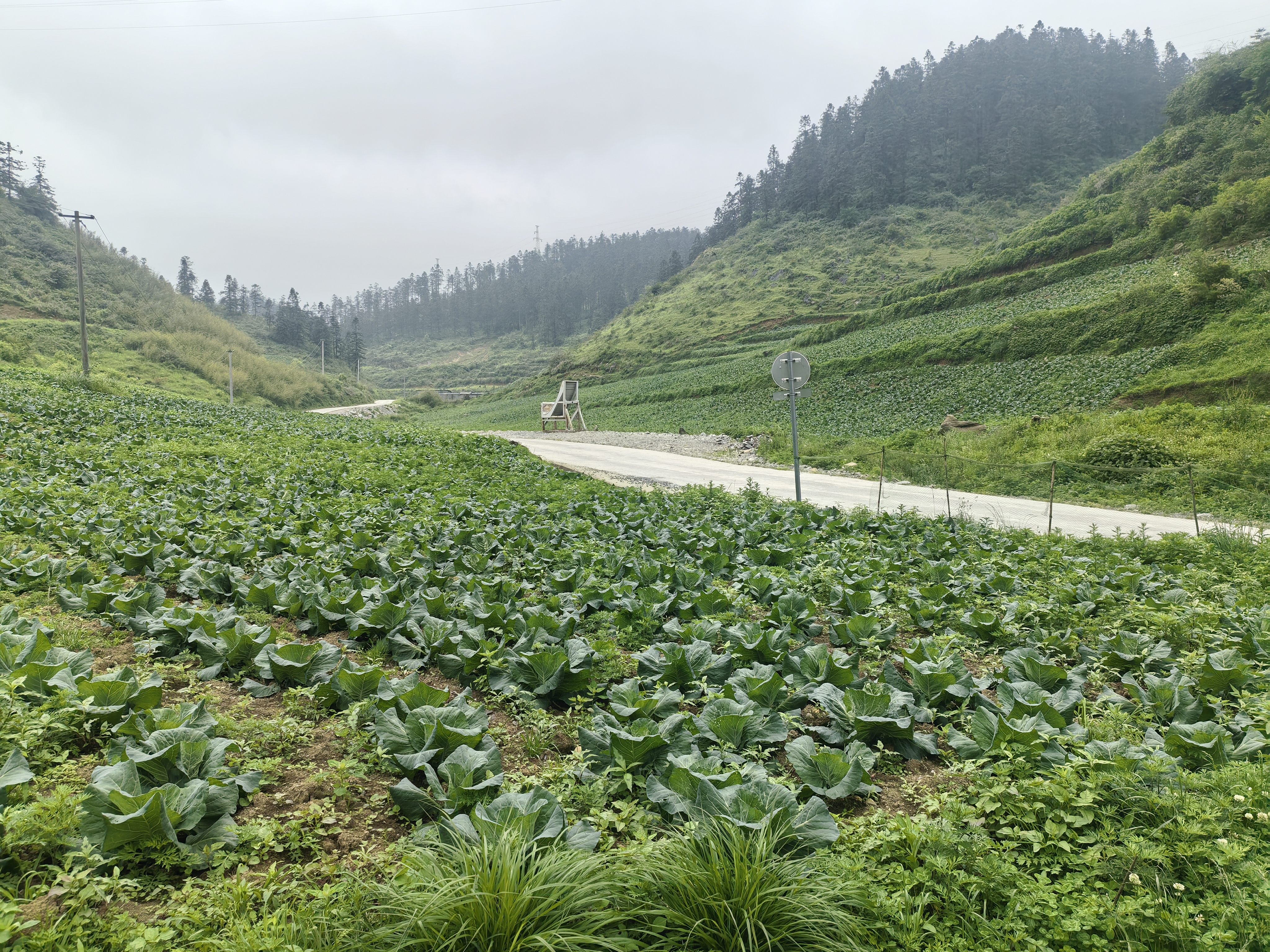 农户清晨采摘牛心甘蓝实景：戴草帽的农人在雾气缭绕的梯田中弯腰采收，手中托起一颗饱满油亮的牛心甘蓝，叶片上凝结晶莹露珠，泥土湿润松软，远处可见连绵青山
