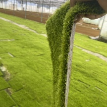 小灰苔藓