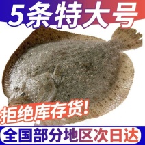 7-9两每条多宝鱼