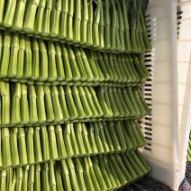 宁夏尖叶甜菜心