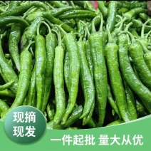 湖北55号辣椒产地大量有货，保证质量，量大从优。
