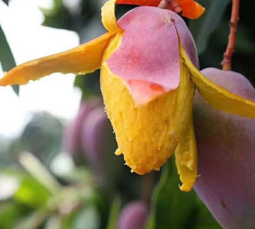 贵妃芒果实特写