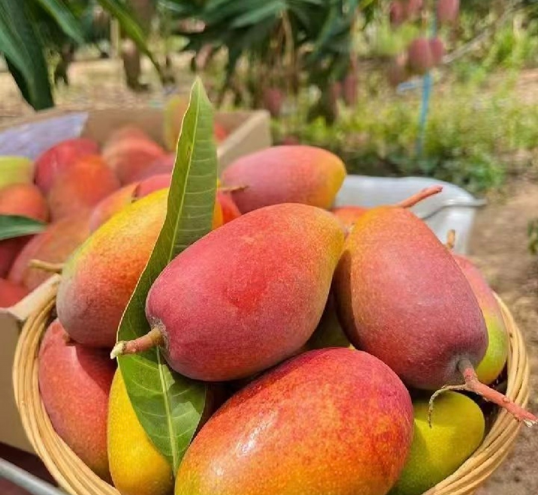 海南小台芒与当地文化活动