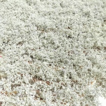 野生莓茶藤茶批发零售