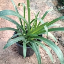 百子莲白子莲基地常年销售各种绿化苗木