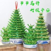 节节高富贵竹水养竹塔水培植物盆栽观音竹客厅开运招财转运竹多层