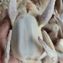 常年批发零售乳鸽，老鸽子