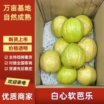 白心软芭乐口感甜美大量批发供应欢迎电联