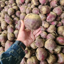 江苏红甜菜基地全年**市场、加工厂、出口外贸红甜菜头