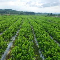 枳壳苗江西商州枳壳臭橙嫁接苗，高产良种自产自销四十万株
