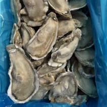原浆半壳生蚝烧烤食材半壳牡蛎免处理半壳乳山生蚝海鲜自助