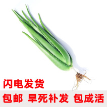美容院库拉索芦荟苗盆栽多肉植物美容灌肤补水食用室内外花卉绿植