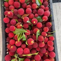 湖南精品杨梅大量接单产地直发量大从优欢迎来电