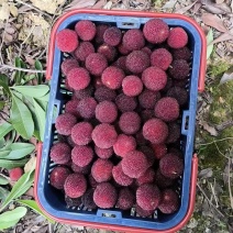 湖南精品杨梅大量上市货源充足保质保量欢迎来电