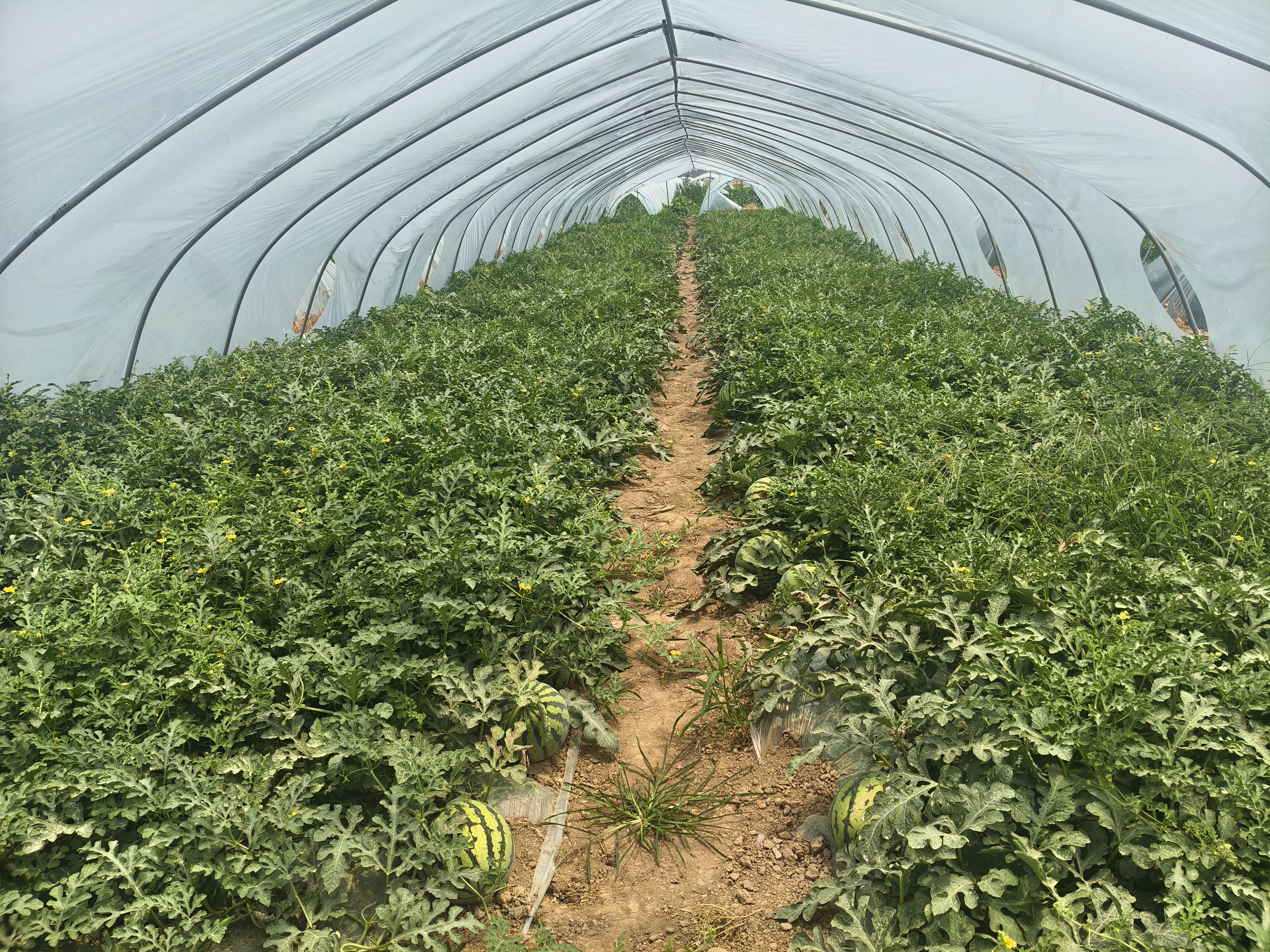 麒麟西瓜种植施肥现场