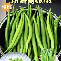 青条线椒/黑条线椒/黄条线椒大量有货基地直供可对接市场