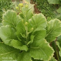 贵州威宁县高山青菜苔