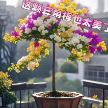 （四季爆花）新品三角梅多色阳台盆栽老桩耐热四季开花