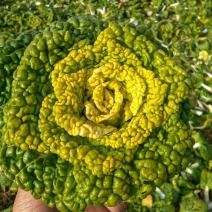 理想金碧辉煌杂交黄心乌塌菜种籽黄心菊菊花菜种子耐寒秋冬季