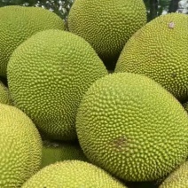 泰五红肉通货五号红肉菠萝蜜果园摘果装车