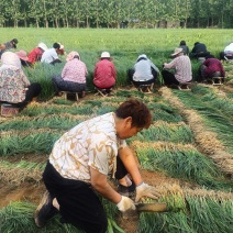 千亩知母苗正在热售，量大价优，批发价格，全国各地均可发