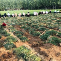 千亩优质知母苗，大量出售，一手货源，价格实惠，全国各地均可发