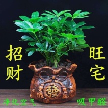 【招财树】八方来财鸭脚木盆栽四季常青七叶莲室内外好养绿植花卉