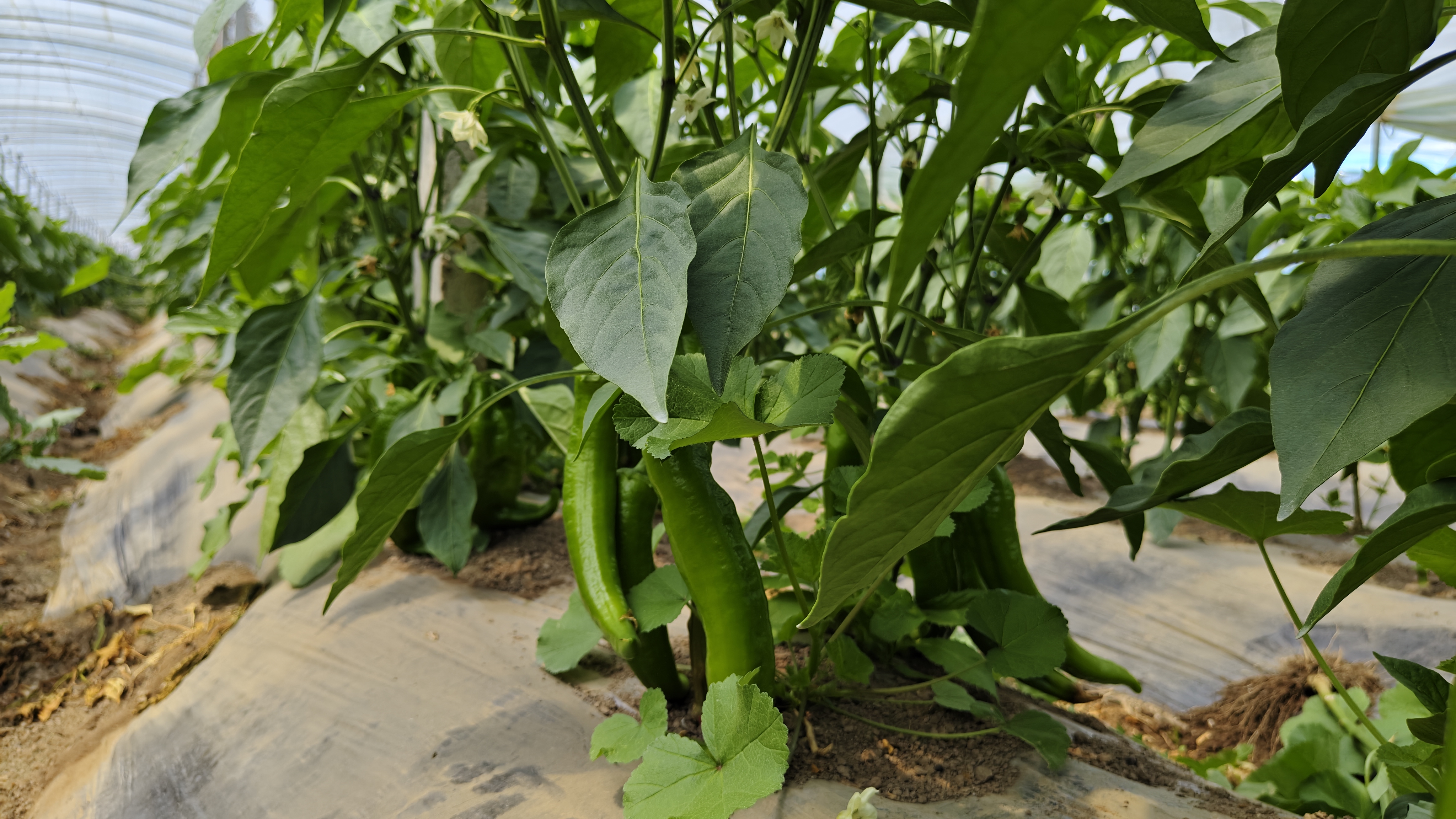 田间采摘实景：阳光下的尖椒种植大棚，一株挂果旺盛的尖椒植株特写，枝头垂坠着十余枚青绿与浅红相间的成熟果实，叶片浓绿肥厚，果实形态饱满，背景虚化呈现田园自然光感