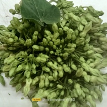 广东精品夜香花，大量上市，品质保证，对接全国