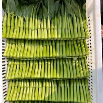 宁夏菜心，白菜苔，红菜苔，等各种蔬菜批发