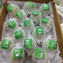 云南红河蒙自白心红心芭乐大量供应品质保证诚信经营