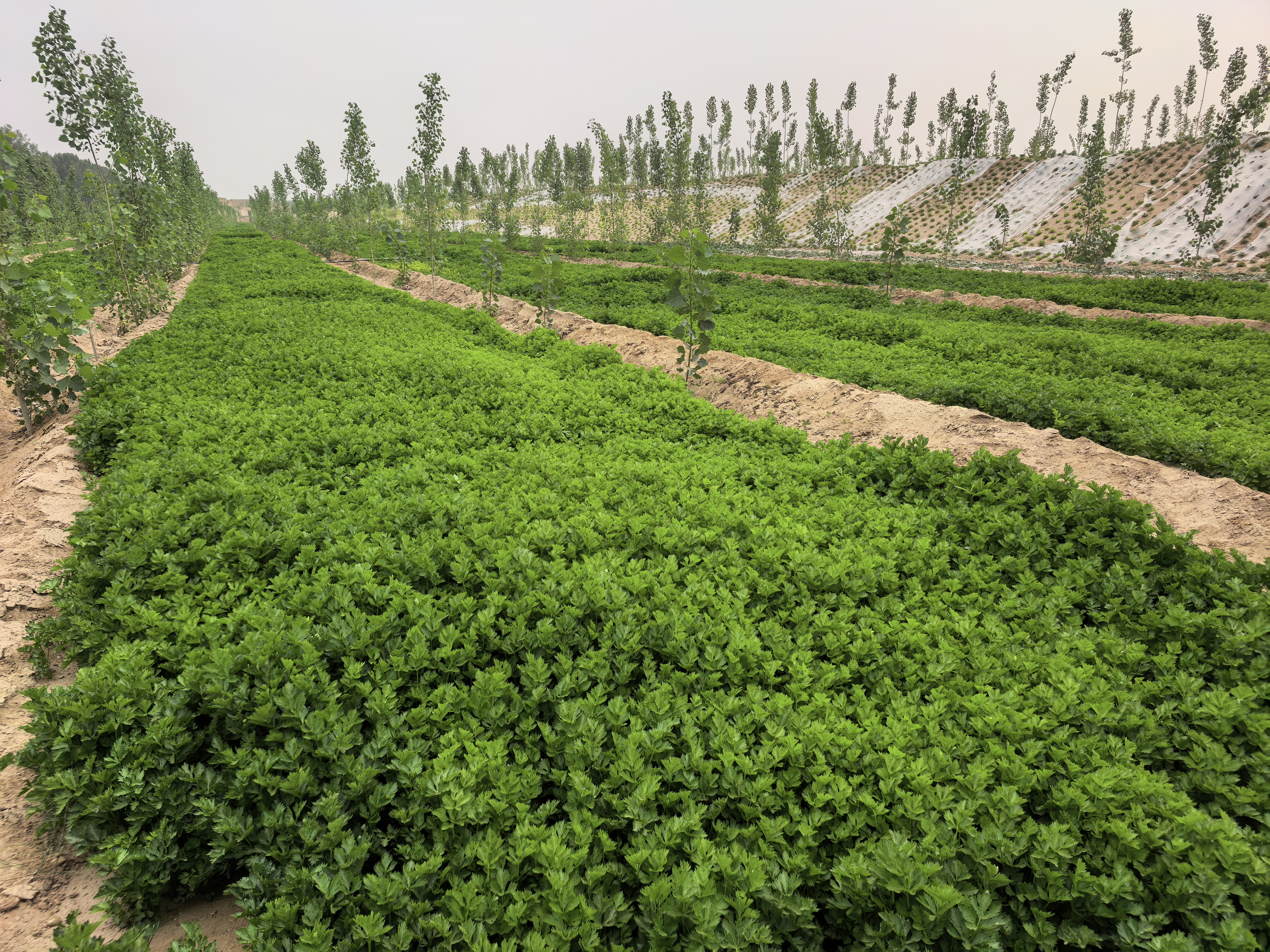 山芹与芹菜的产地分布图