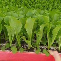 麻叶青白菜苗育苗基地直供现挖现发量大从优抗病