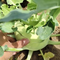 精品河北苤蓝大量现货供应百亩种植基地产地发货产地种植