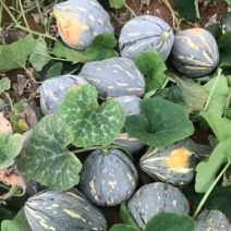 香芋南瓜