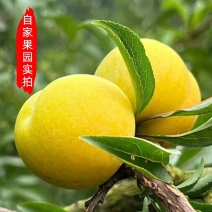 正宗贵州六马蜂糖李自有果园提供授权溯源码支持一件代发