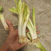 云南思茅韭菜根种子