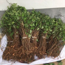【何首乌苗】基地大量有货成活率高量大从优欢迎联系