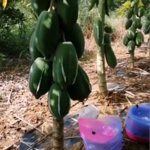 青木瓜浆