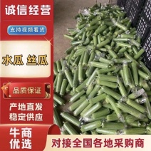 畅销广西肉丝瓜水瓜量大从优一条龙服务全国发货