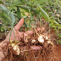 实力推黄精种苗大量供应，基地直发货源充足，量大从优