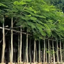 凤凰木苗圃基地凤凰树苗粗度1到几十公分，原土盆发货