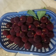 东魁杨梅