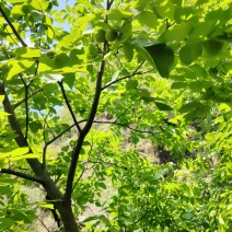 新疆核桃