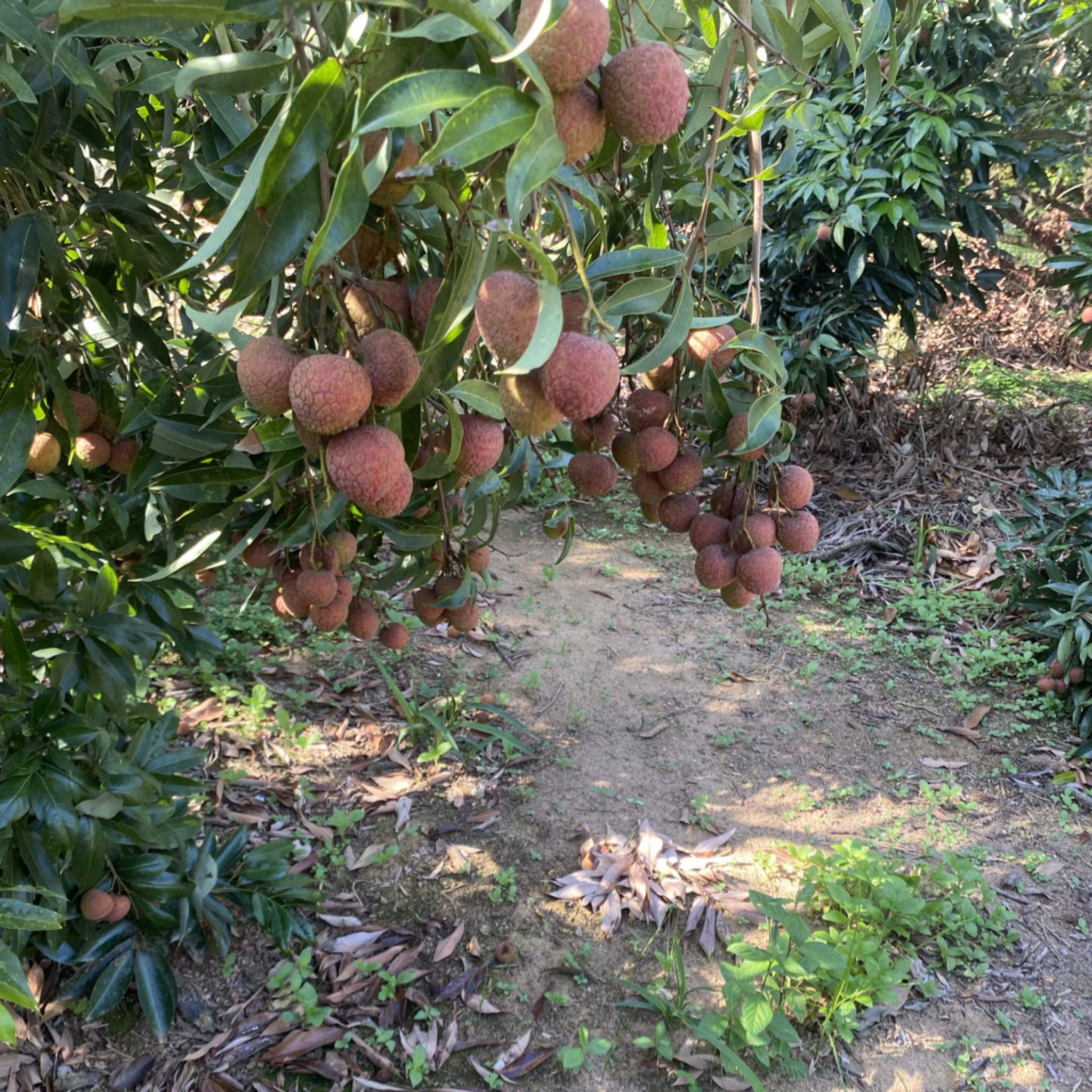 [黑叶荔枝批发]广东茂名电白区荔枝 1.50元/斤黑叶 _ 一亩田