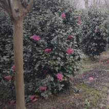 茶花高度80厘米-2米，球型树型自然型，各种层次。
